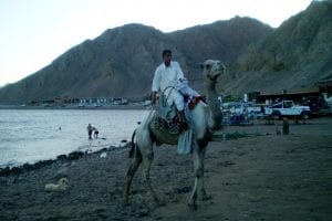 education recruitment agencies Search Associates ANZ man riding a camel on the beach 
